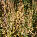 White Quinoa Planting Seeds, 30 Grams ≈ 10000 Seeds