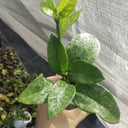 Hoya carnosa 'White Phoenix', 1 Cutting