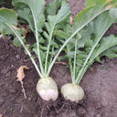 'Erdaomei' Root Mustard Seeds, 10g