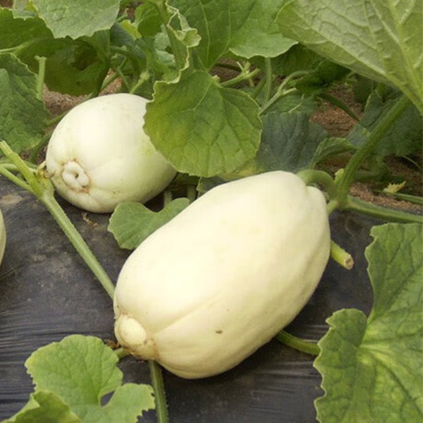 Qingzhou Silver Melon Seeds, 1g