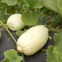 Qingzhou Silver Melon Seeds, 1g