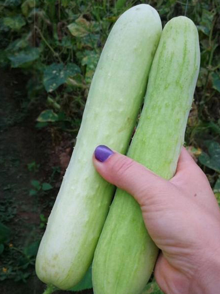 Shangli White Cucumber Seeds, Pack of 80