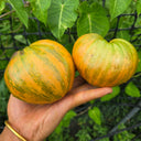 925 Pineapple Amber Tomato, 5 Seeds