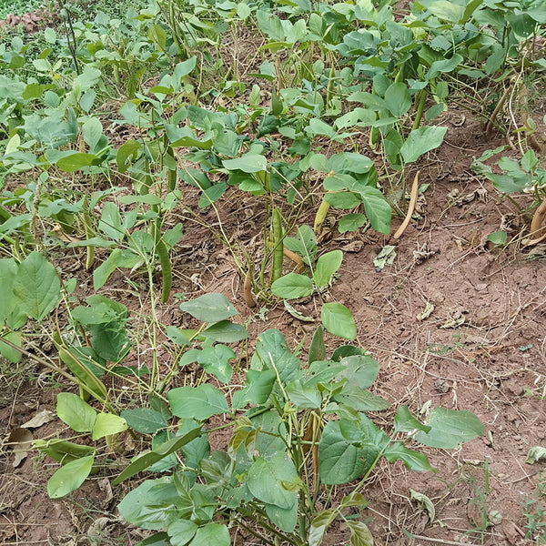 Jack Bean, 50 Seeds