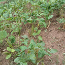 Jack Bean, 50 Seeds