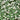 White Clover, 2000 Seeds