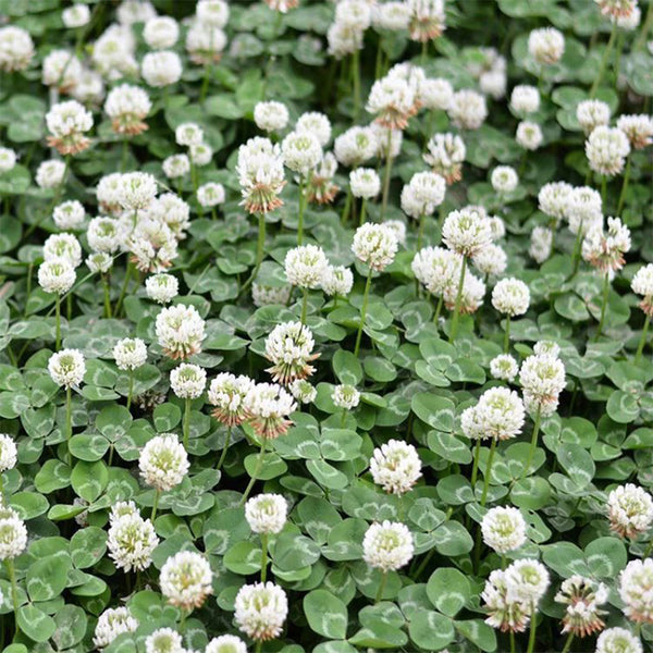 White Clover, 2000 Seeds