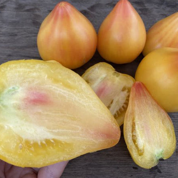 908 Sophia's White Heart F6 Tomato, 5 Seeds