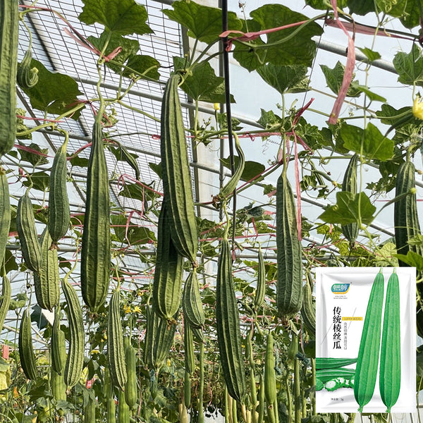 Traditional Angled Luffa Seeds, 5g