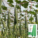 Traditional Angled Luffa Seeds, 5g