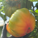 Hillbilly Potato Leaf Tomato, 15 Seeds