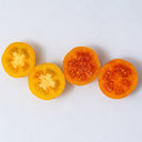 57 Utyonok Dwarf Tomato, 5 Seeds
