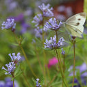 Blue Woodruff Seeds, 200 Seeds