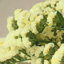 Wavyleaf Sea Lavender (Yellow) Seeds, 200 Seeds