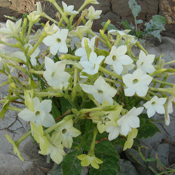 Flowering Tobacco Seeds (Nicotiana alata), 5000 Seeds