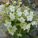 Flowering Tobacco Seeds (Nicotiana alata), 5000 Seeds