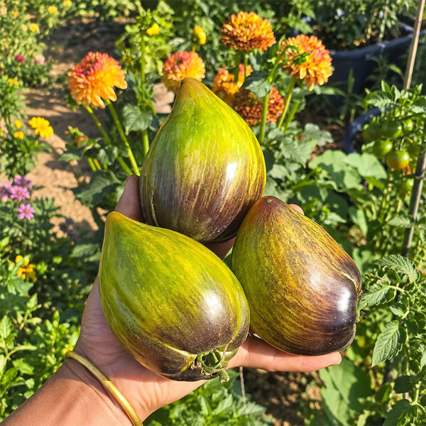 542 Emerald Brocade F5 Tomato, 5 Seeds