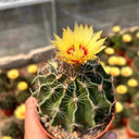 Thelocactus setispinus, 4-5cm