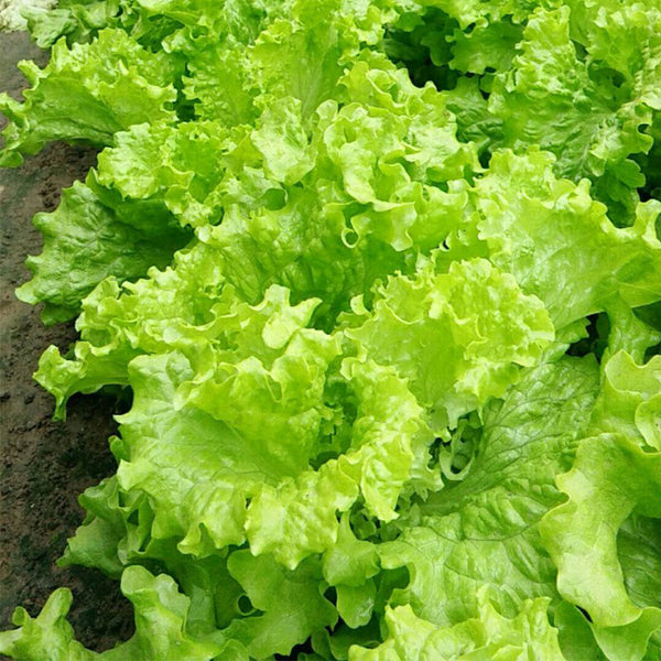 'Jiemei' Fast-Growing Loose-Leaf Lettuce, 2000 Seeds