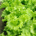 'Jiemei' Fast-Growing Loose-Leaf Lettuce, 2000 Seeds
