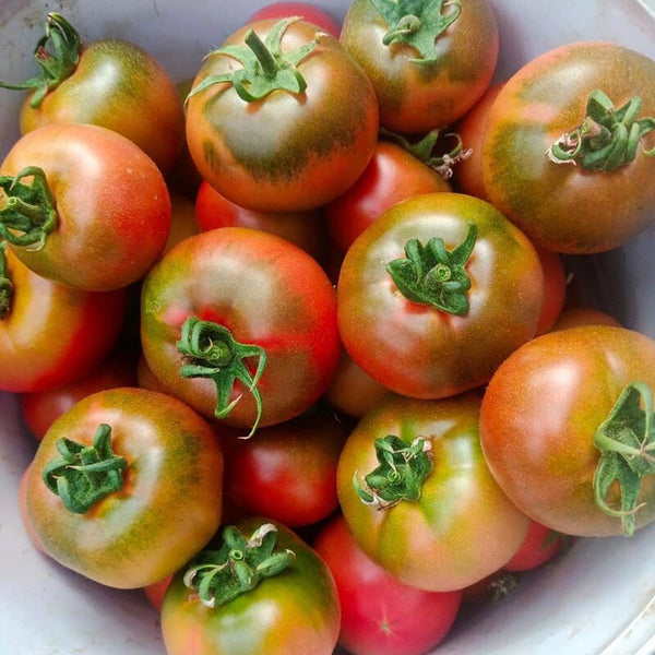 Crisp Sweet Strawberry Tomato, 20 Seeds