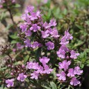 Mongolian Thyme Seeds, 250 Seeds
