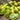 823 Green Pear Tomato, 5 Seeds