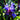 Largeleaf Gentian Qin Jiao, 200 Seeds