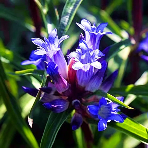 Largeleaf Gentian Qin Jiao, 200 Seeds