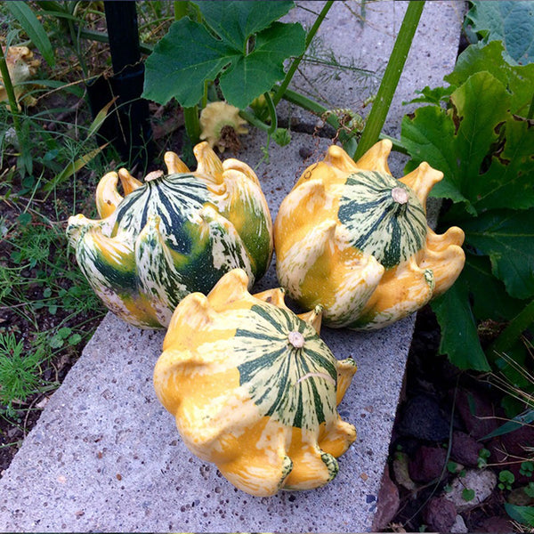 Crown of Thorns Gourd Seeds, 10 Seeds