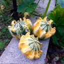 Crown of Thorns Gourd Seeds, 10 Seeds