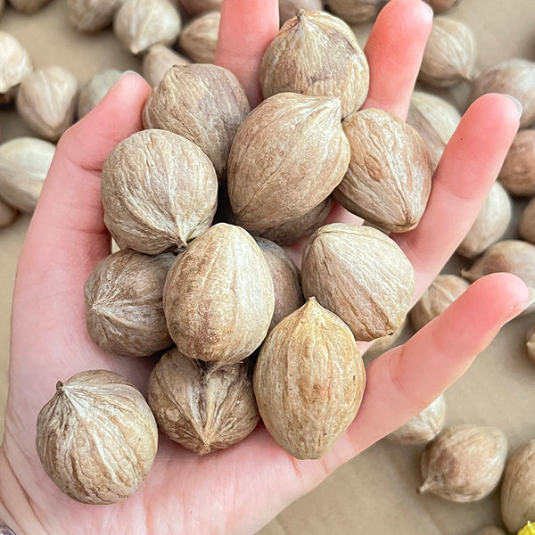 Mountain Walnut, 10 Seeds