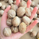 Mountain Walnut, 10 Seeds