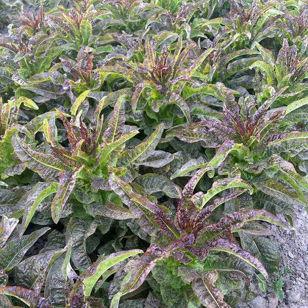Dawn Red Lettuce Seeds, 15g