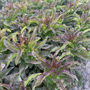 Dawn Red Lettuce Seeds, 15g