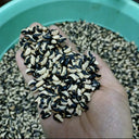 'Jiemei' Tianzhu White Long Bean Seeds, 20g