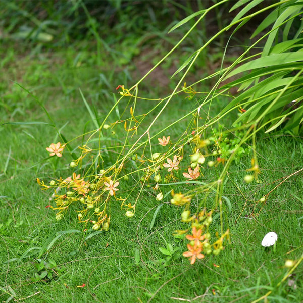 Blackberry Lily Seeds, 10g