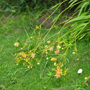 Blackberry Lily Seeds, 10g