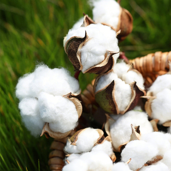 Baimian No.1 Cotton, 50 Seeds