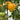 Bird Beak Bi-Color Tomato, 5 Seeds