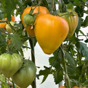 Bird Beak Bi-Color Tomato, 5 Seeds
