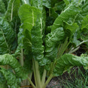 White-stemmed Leaf Beet Seeds, 5g