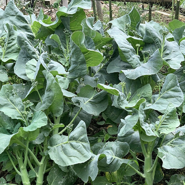 'Jiemei Improved Xianggu' Chinese Kale Seeds, 10g