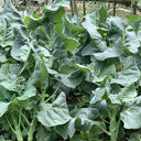 'Jiemei Improved Xianggu' Chinese Kale Seeds, 10g