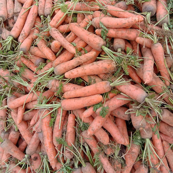 'Xiumei Hongbacun' Carrot Seeds, 5g