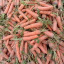 'Xiumei Hongbacun' Carrot Seeds, 5g