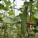 Huaxiu Sponge Gourd Seeds, 10g