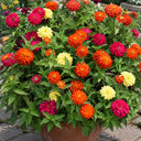 W1335 Double Zahara Fire Zinnia, 5 Seeds