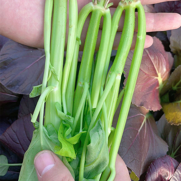 Trident Water Spinach Seeds, 20g