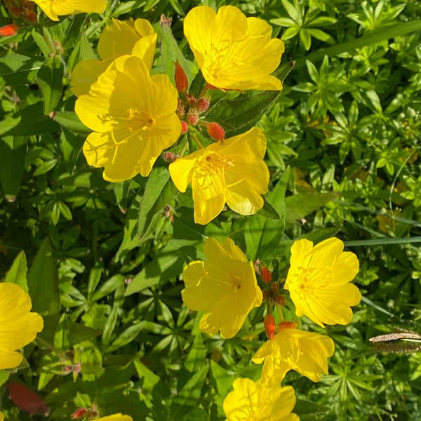 Yellow Evening Primrose, 500 Seeds